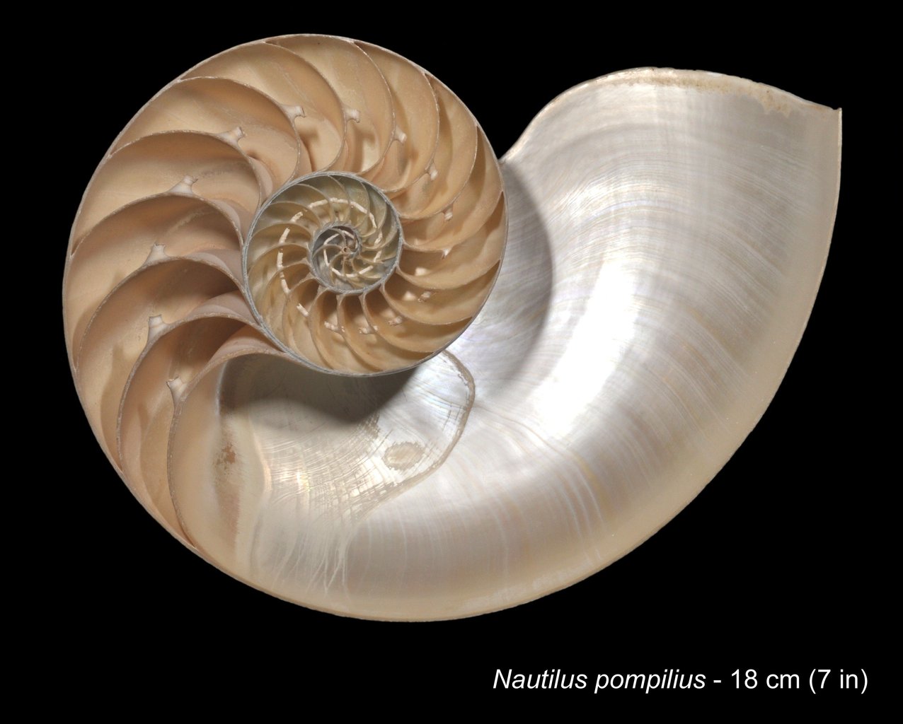 Seção de concha de náutilo - Nautilius pompilius.