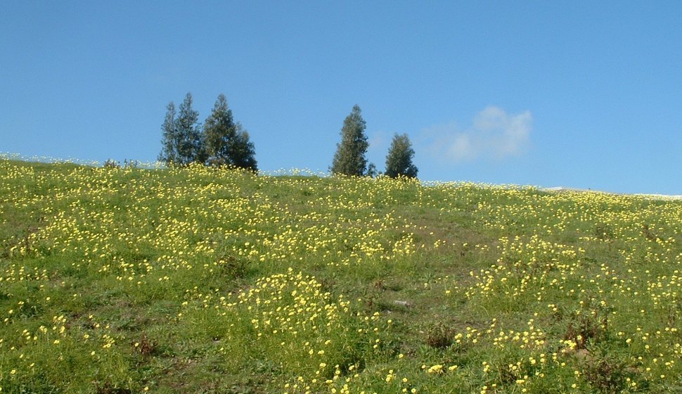 Oxalis fields, em março