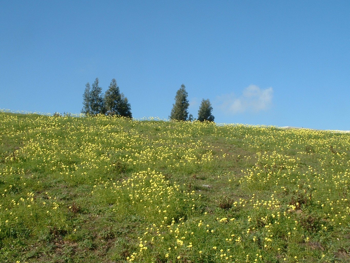 Oxalis fields, em março